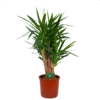 Yucca - Vertakt - Palmlelie - P34 H140 - Kamerplant