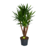 Yucca - Vertakt - Palmlelie - P35 H150 - Kamerplant